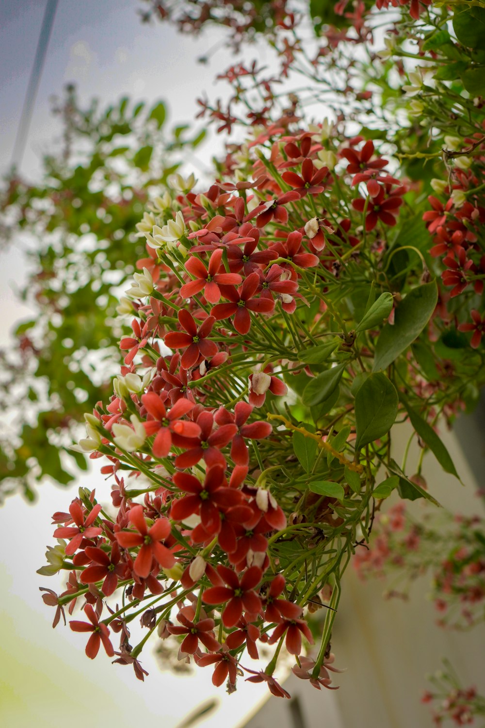 a bunch of red flowers hanging from a tree