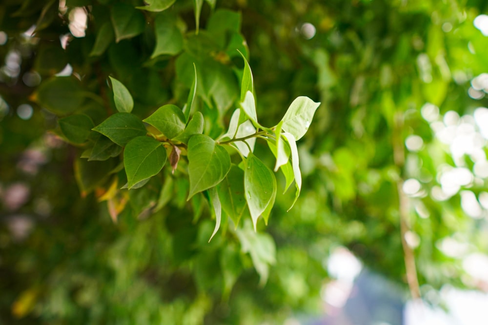 a close up of a tree branch with leaves