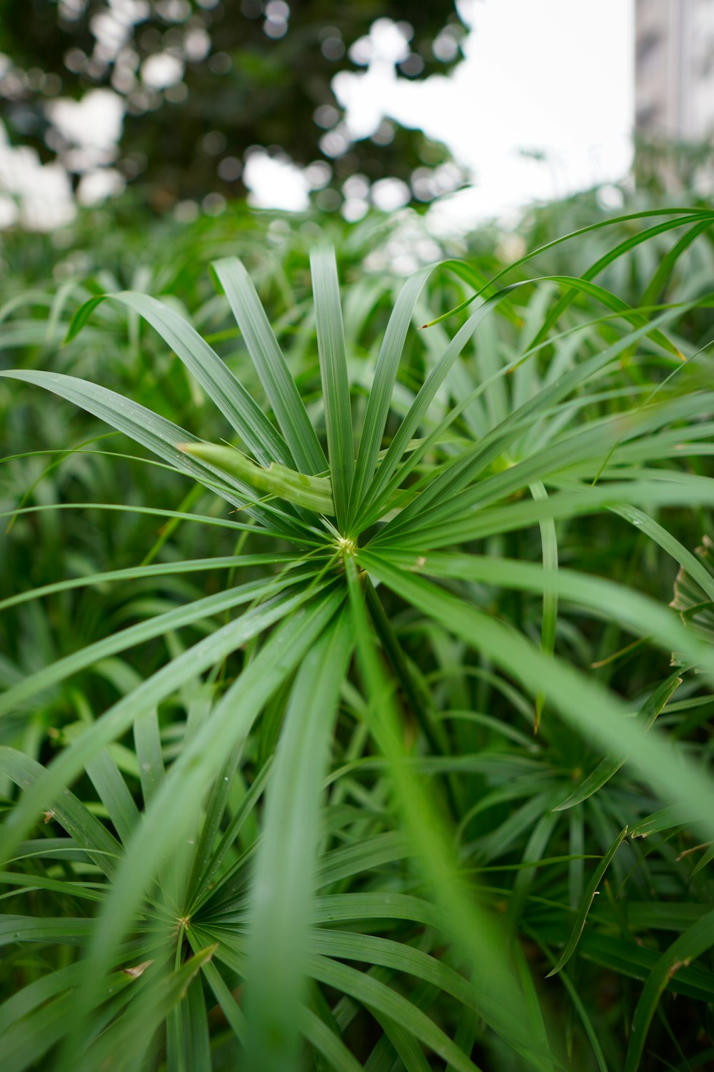 a close up of a green plant in a field