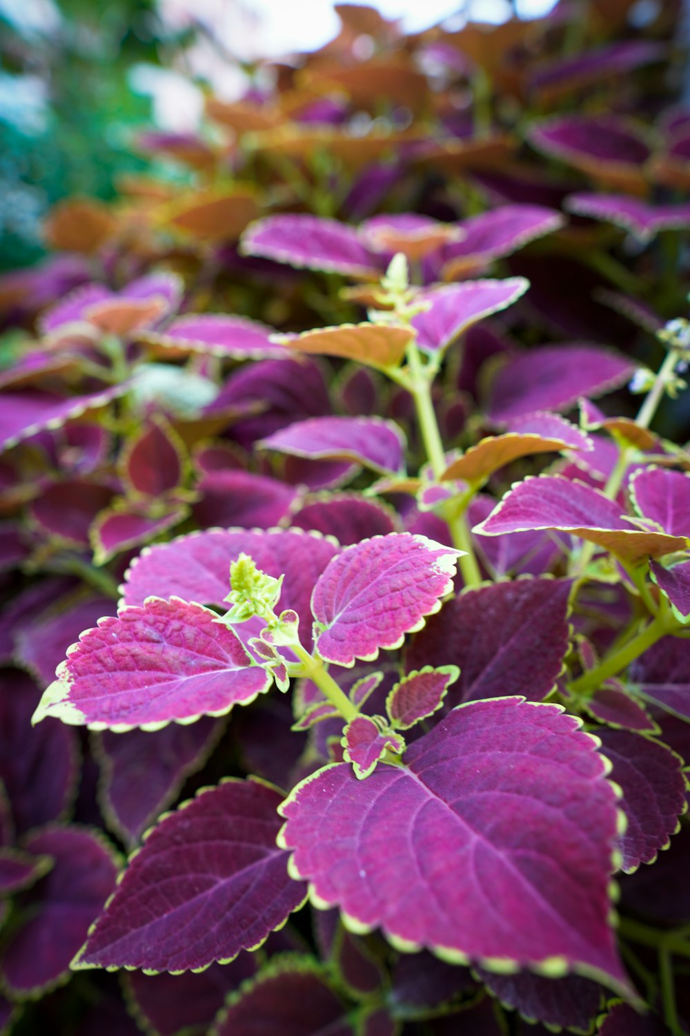 a close up of a plant with purple leaves