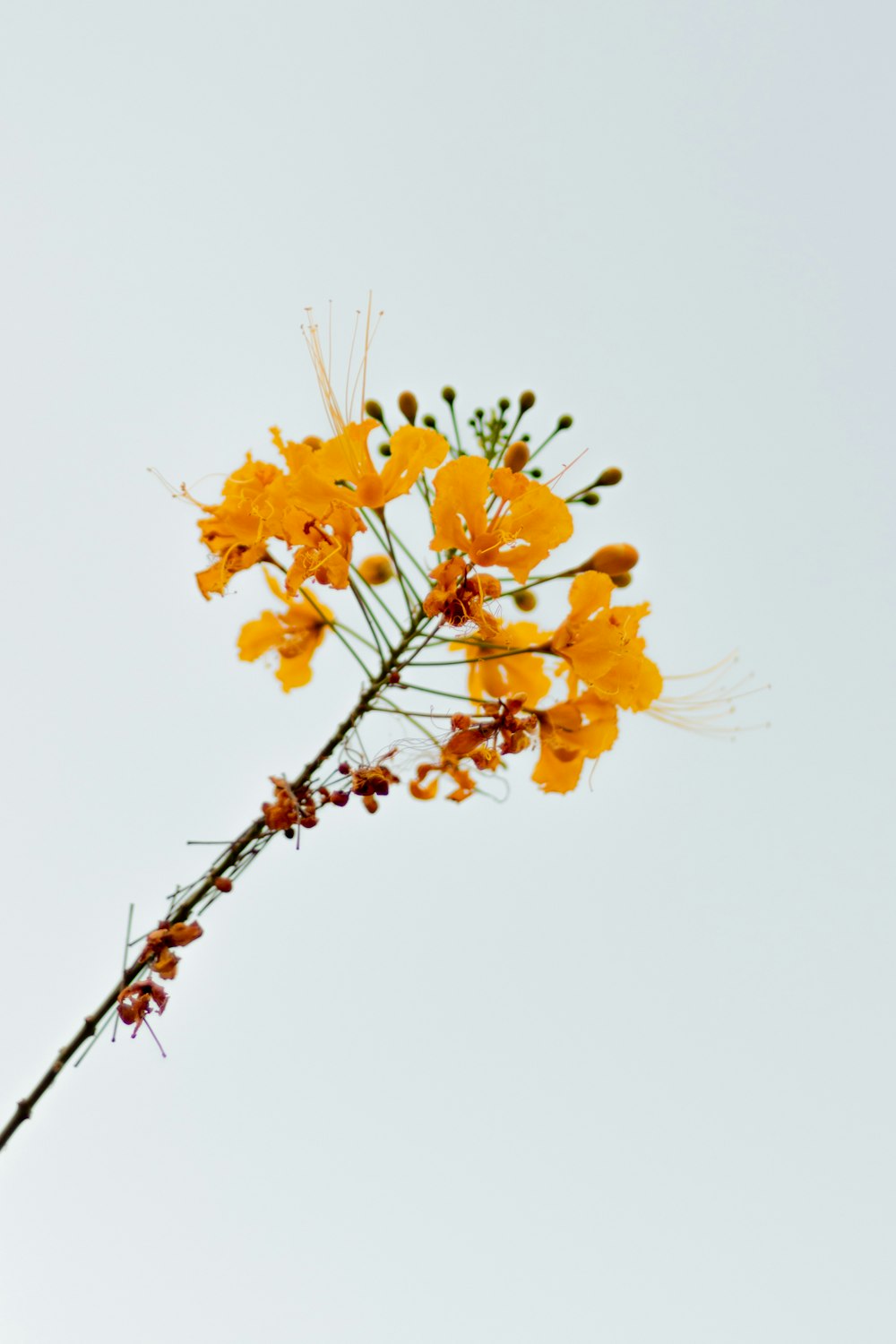 a branch with yellow flowers against a white sky