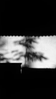 Artistic shadow of a tree cast across textured paper with faint handwritten notes beneath.