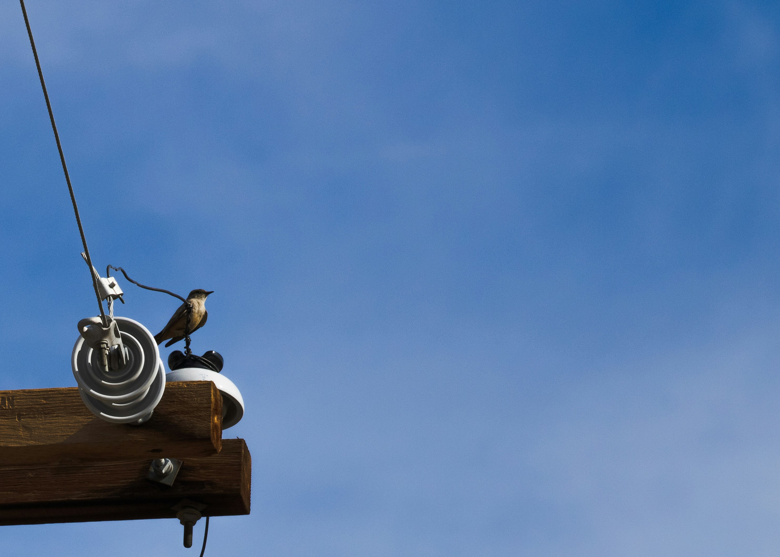 a bird sitting on top of a wooden pole
