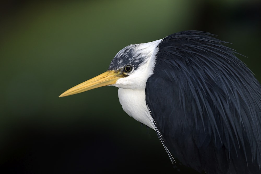 ein schwarz-weißer Vogel mit gelbem Schnabel