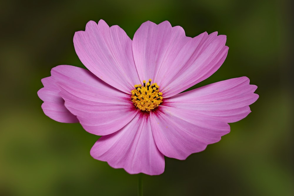 a close up of a pink flower with a green background