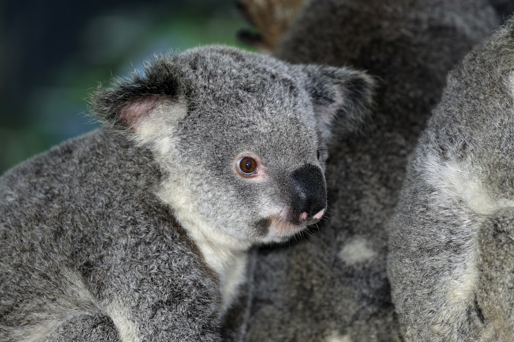 a close up of a koala on a tree