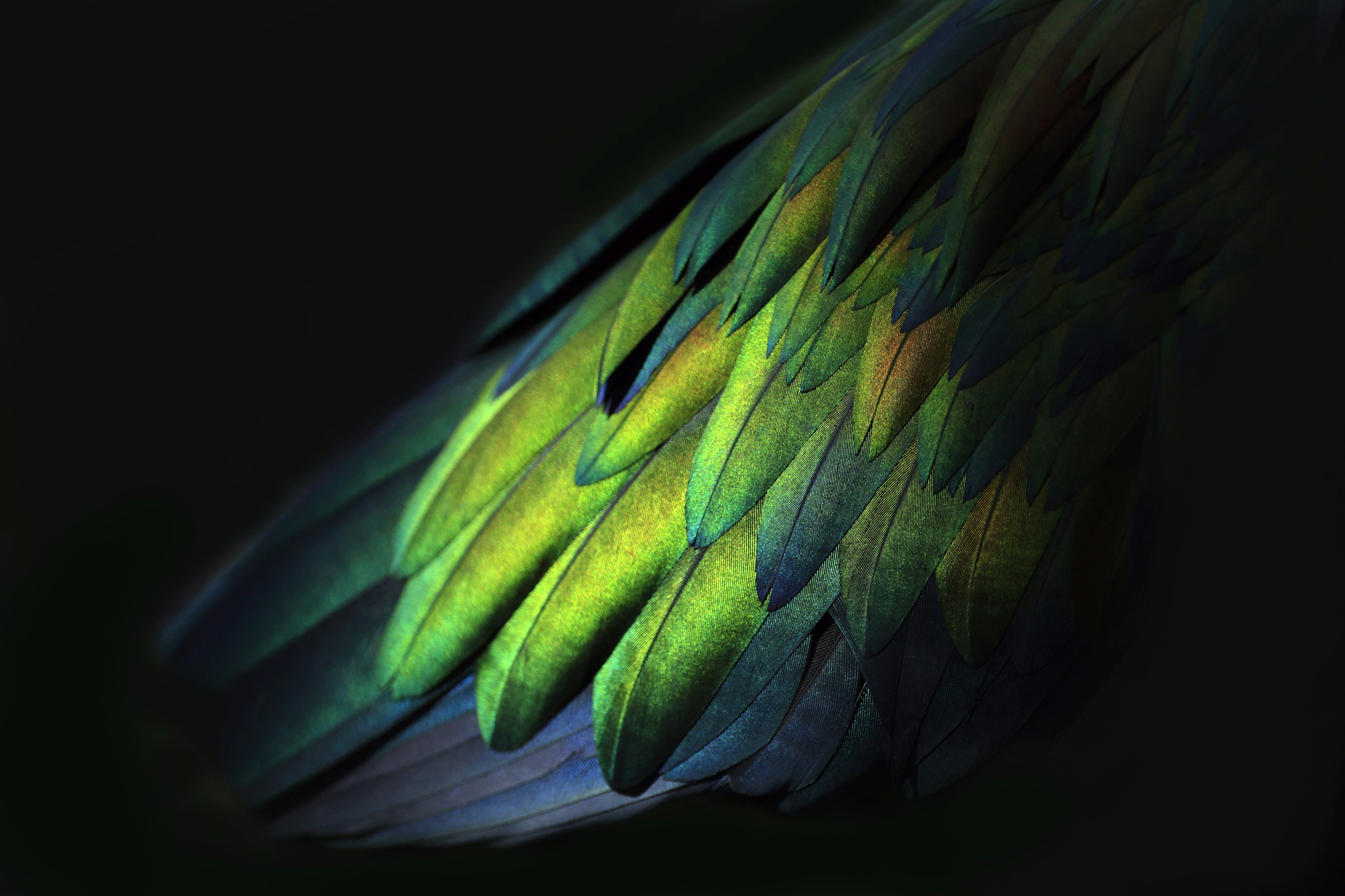a close up of a green and blue bird's feathers