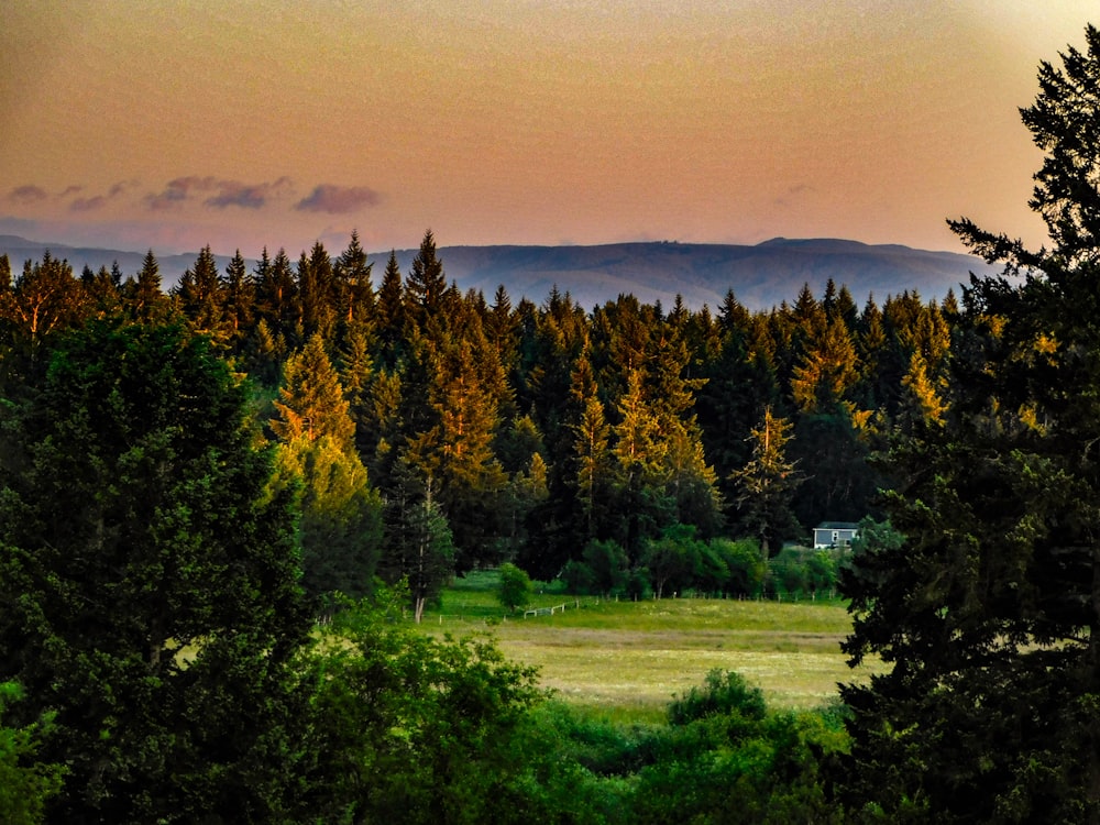 a scenic view of a forest with mountains in the distance