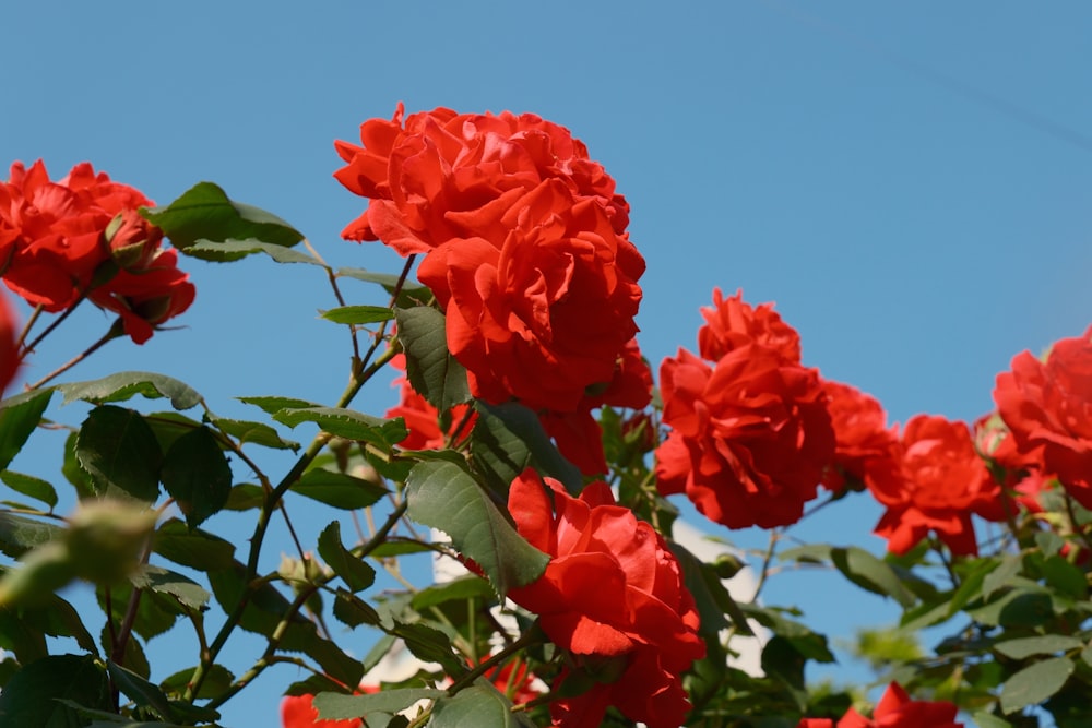 a bunch of red flowers on a tree