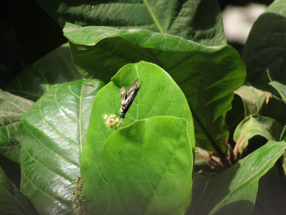 a bug is sitting on a green leaf