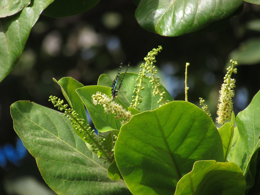 a close up of a green leaf with a bug on it