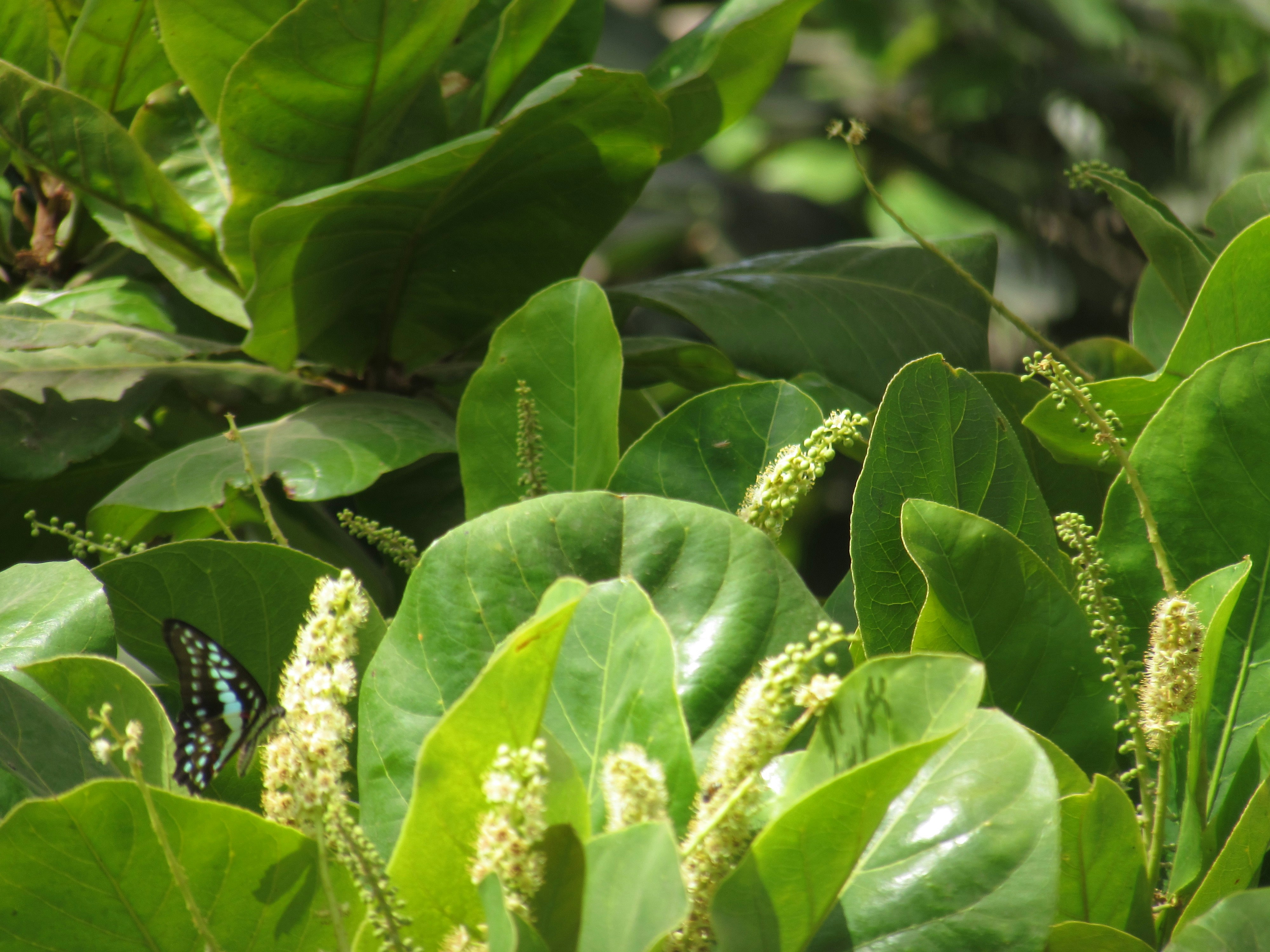 Photo by atharvakanekar22