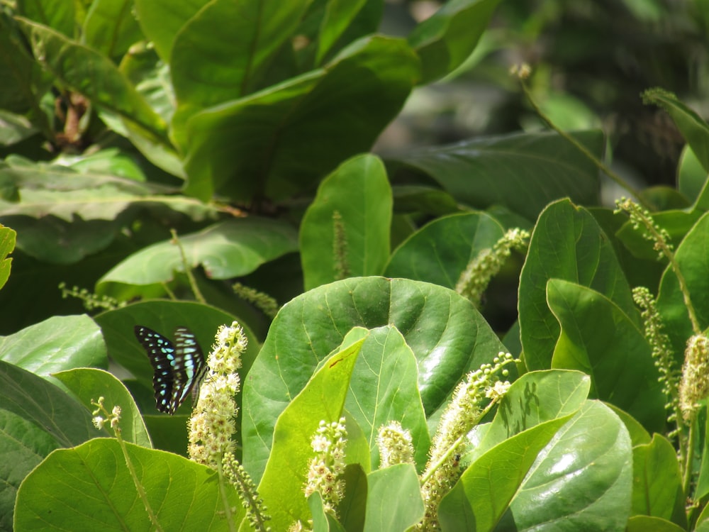 a blue butterfly sitting on top of a green plant