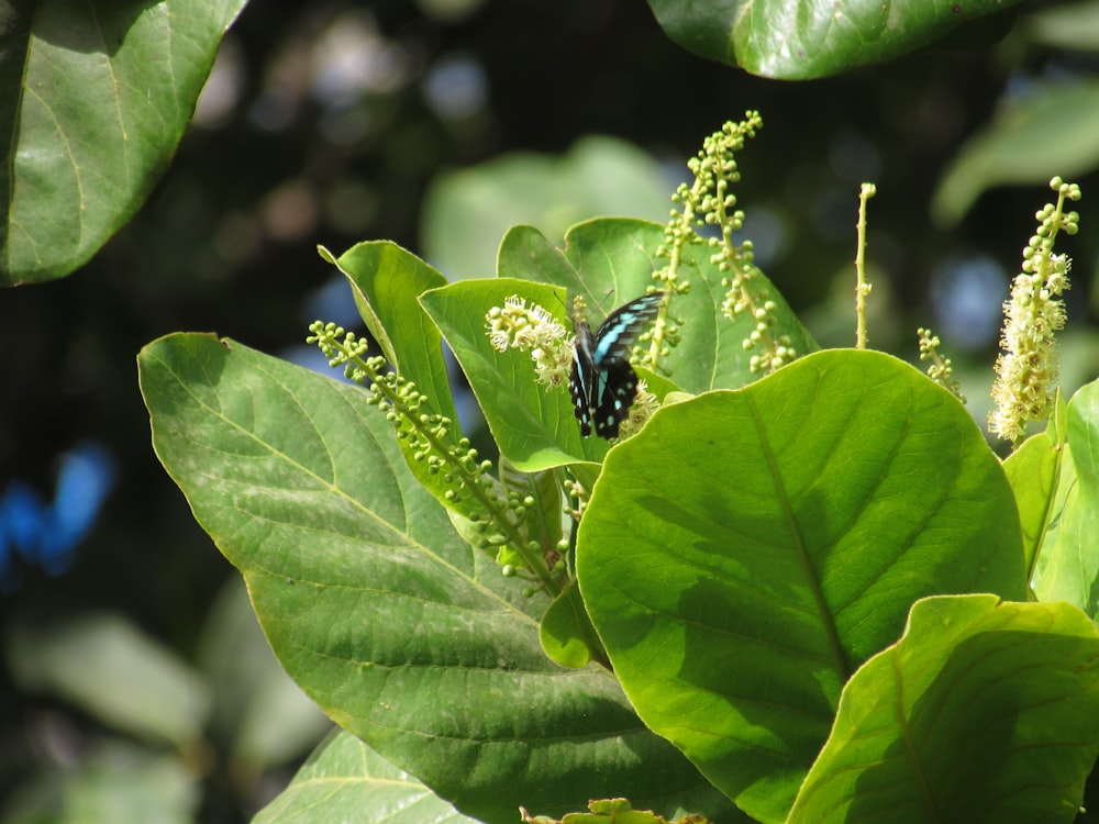 a blue and black butterfly sitting on a green leaf