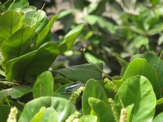 A lush green environment with dense foliage. Large, vibrant green leaves dominate the scene, interspersed with small delicate white flowers. A butterfly with striking blue and black patterns is perched on one of the leaves, adding contrast and a touch of movement.