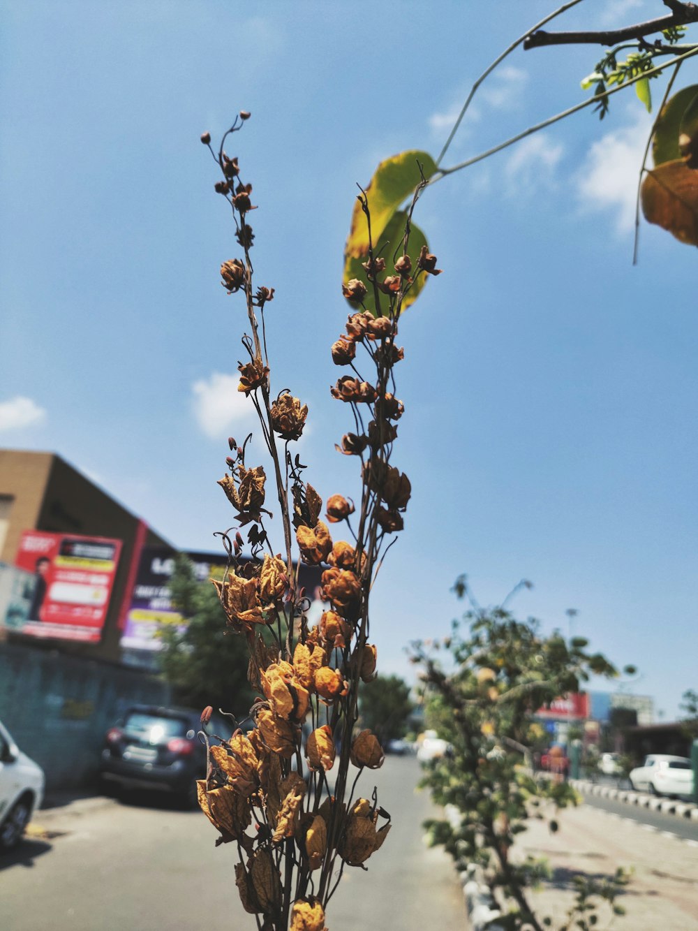 a tall plant with lots of brown flowers