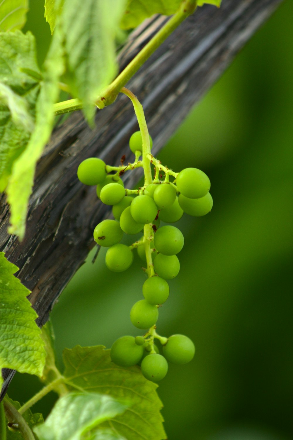 a bunch of green grapes hanging from a vine
