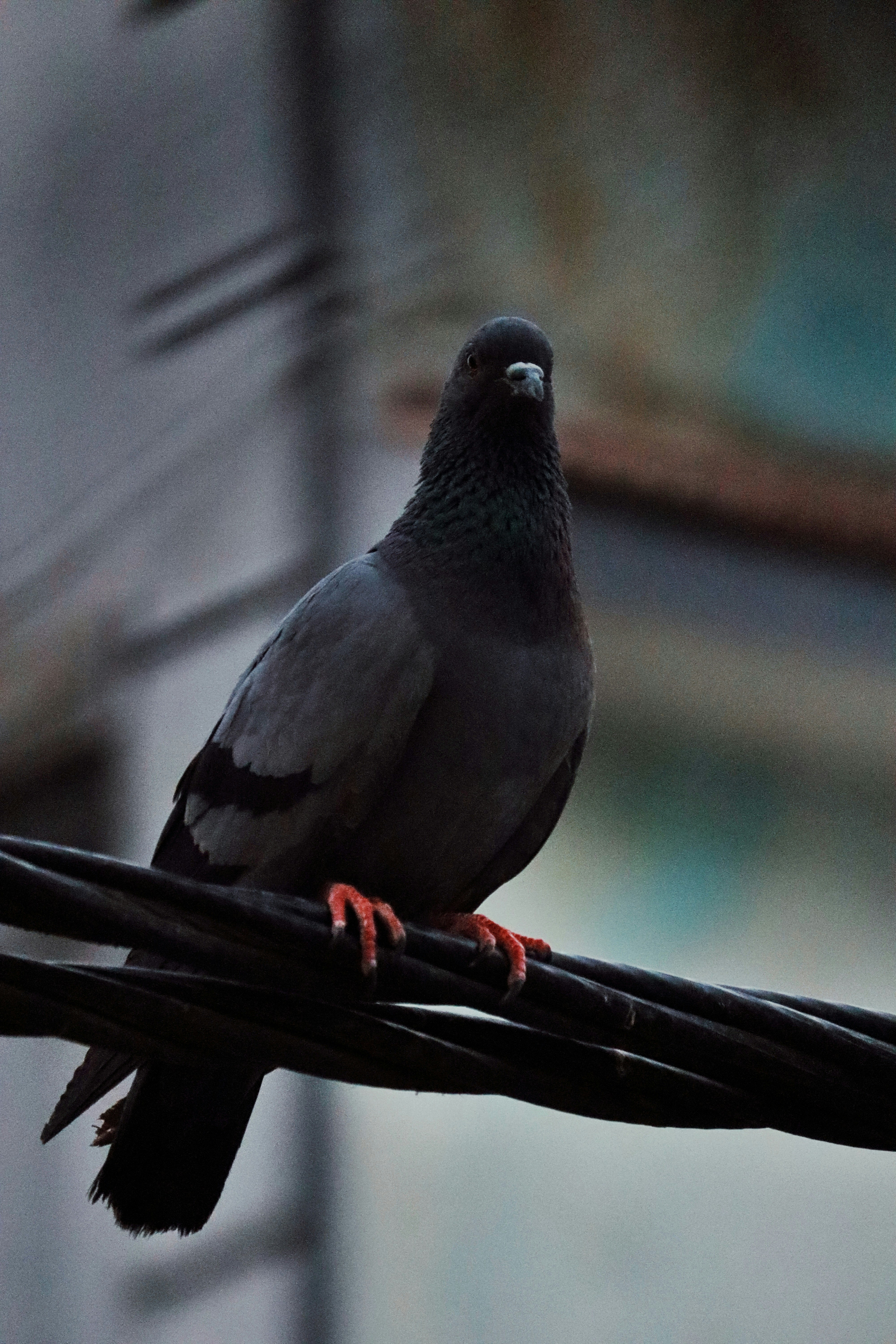 Photo by jitendravjh