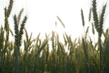 Tall stalks of wheat stretch up towards a bright sky, with sunlight filtering through the spaces between them. The wheat is lush and green, indicating a healthy crop ready to mature.