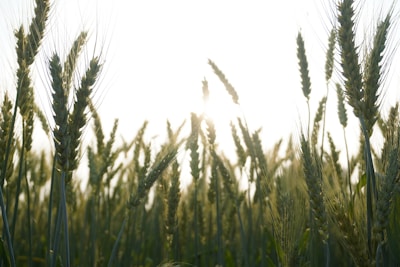 Tall stalks of wheat stretch up towards a bright sky, with sunlight filtering through the spaces between them. The wheat is lush and green, indicating a healthy crop ready to mature.