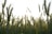 Tall stalks of wheat stretch up towards a bright sky, with sunlight filtering through the spaces between them. The wheat is lush and green, indicating a healthy crop ready to mature.