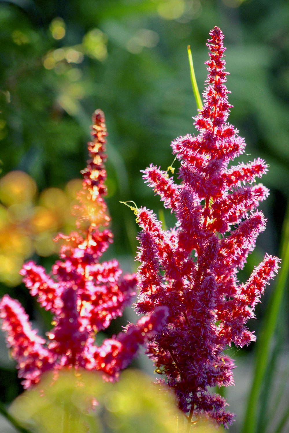 a close up of a red flower in a field