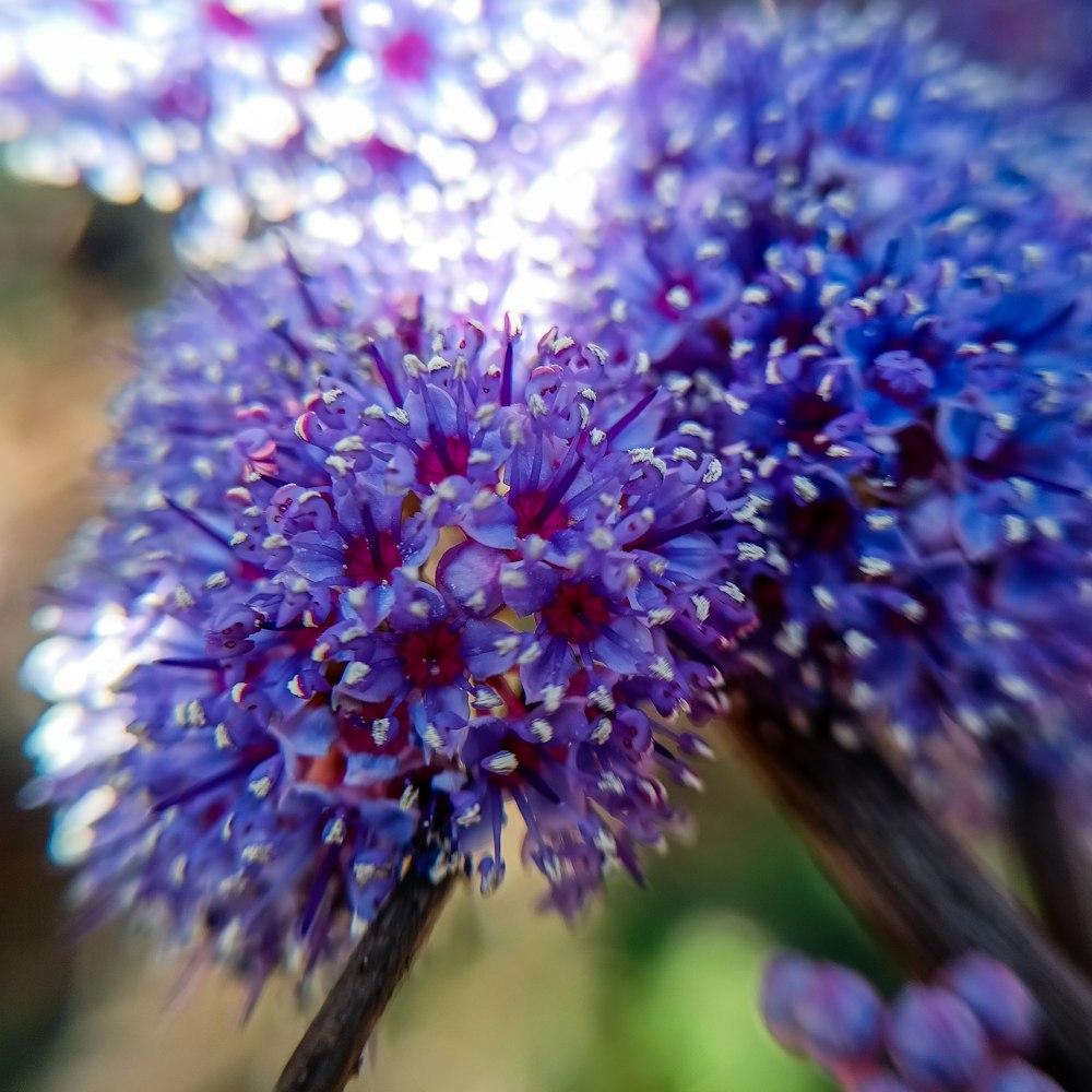 a close up of a purple flower with drops of water on it