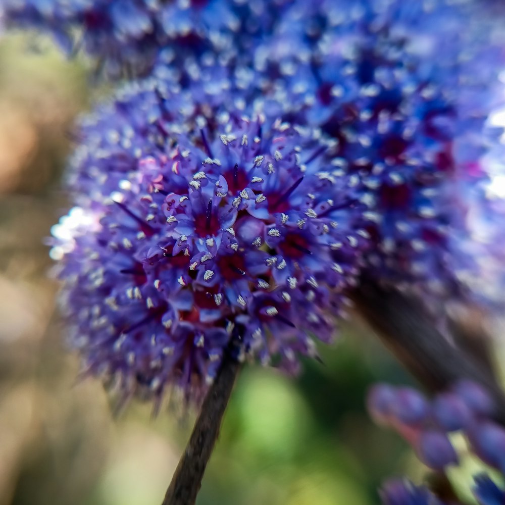 a close up of a purple flower with a blurry background