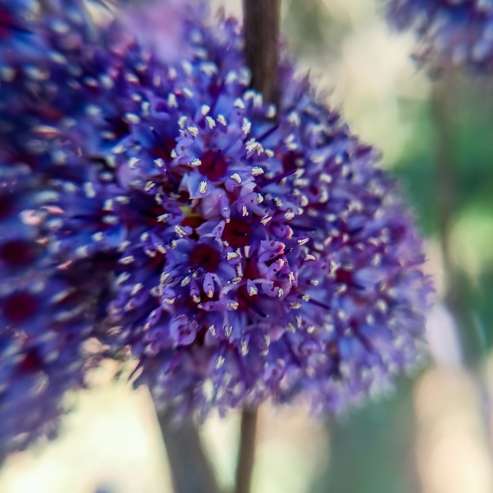 a close up of a purple flower with blurry background