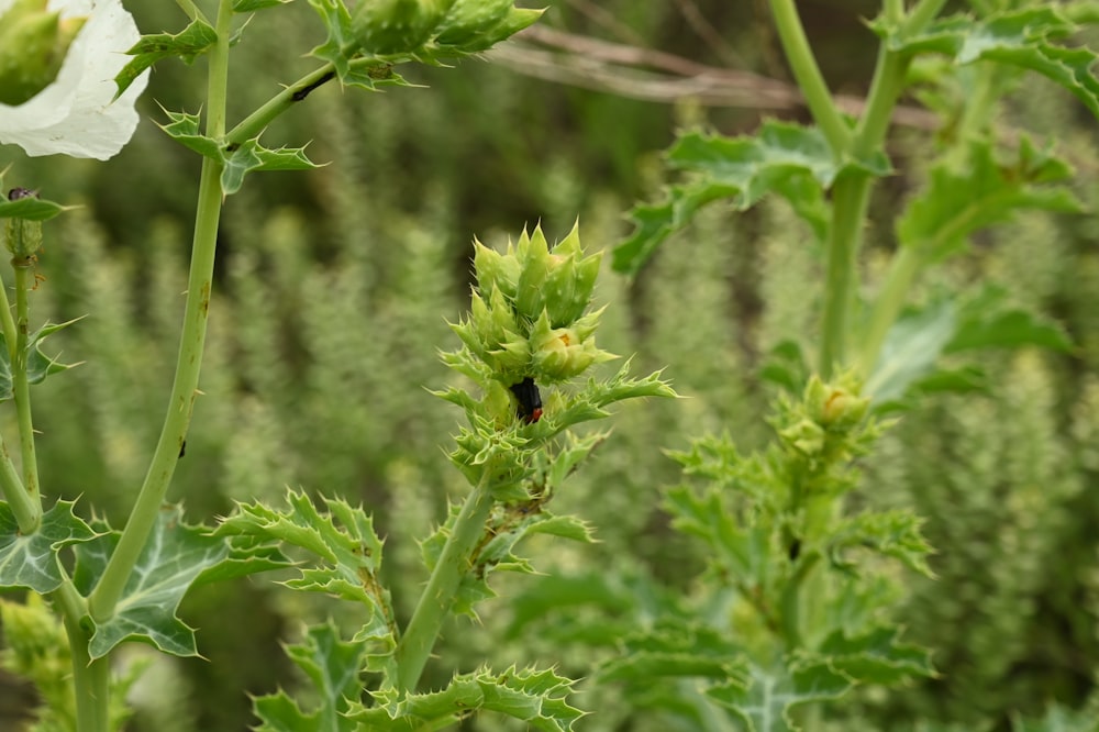 a close up of a plant with a bug on it