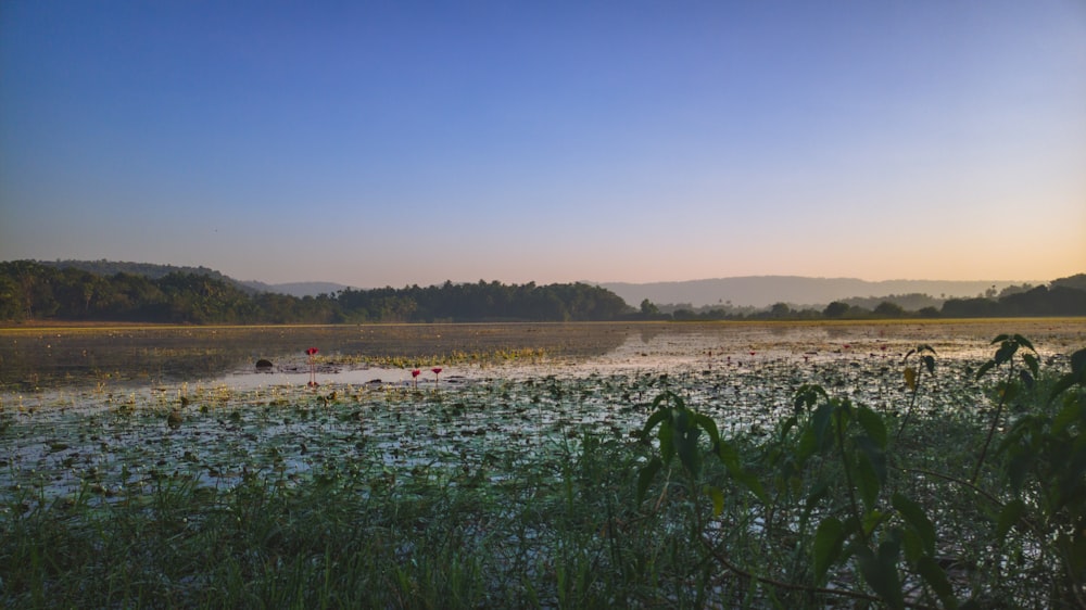 a large body of water surrounded by a forest