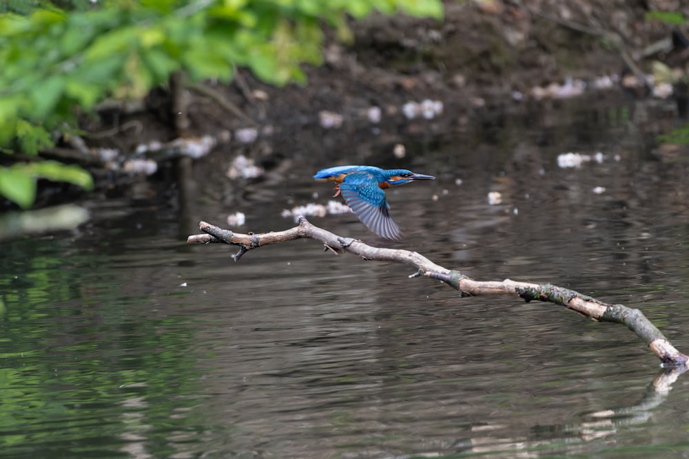 a blue bird flying over a body of water