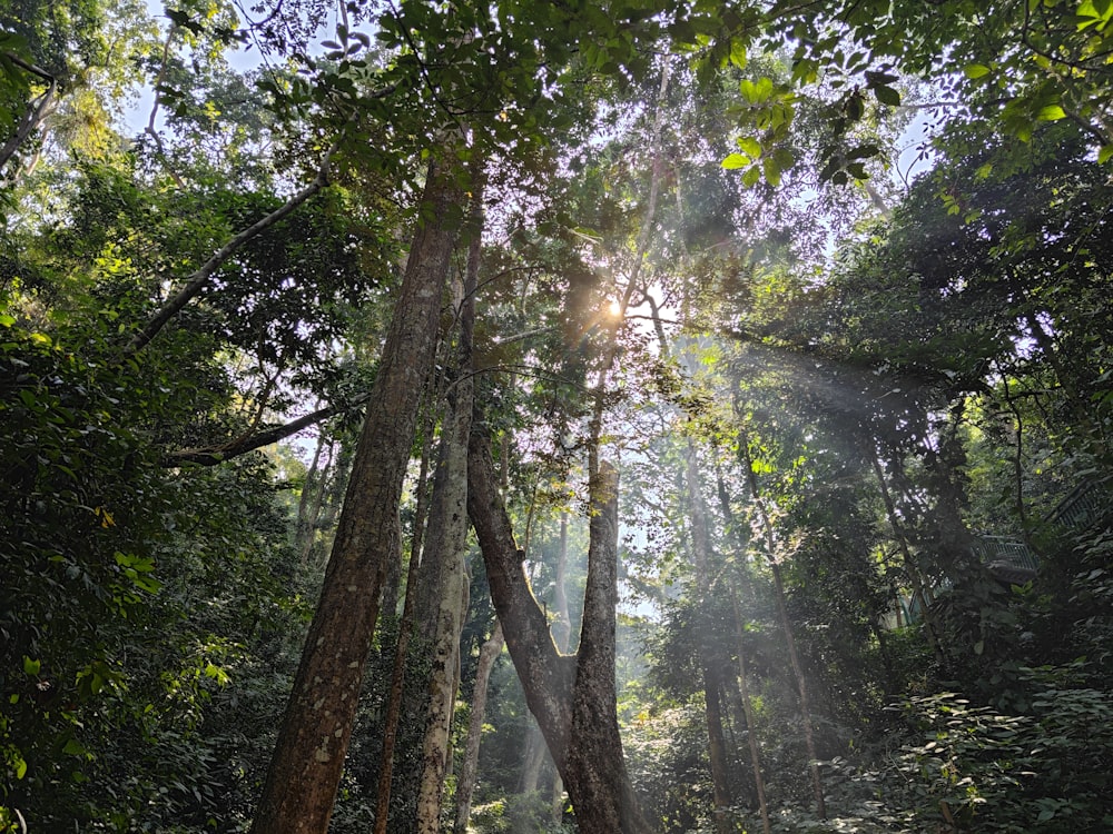 Die Sonne scheint durch die Bäume im Wald