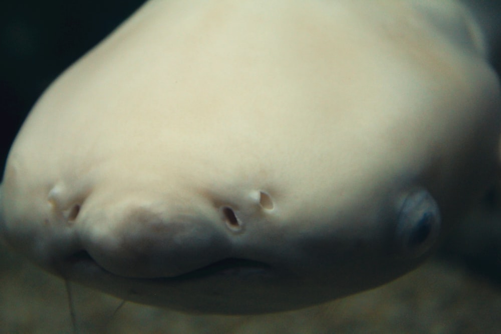 um close up de um animal com um nariz comprido