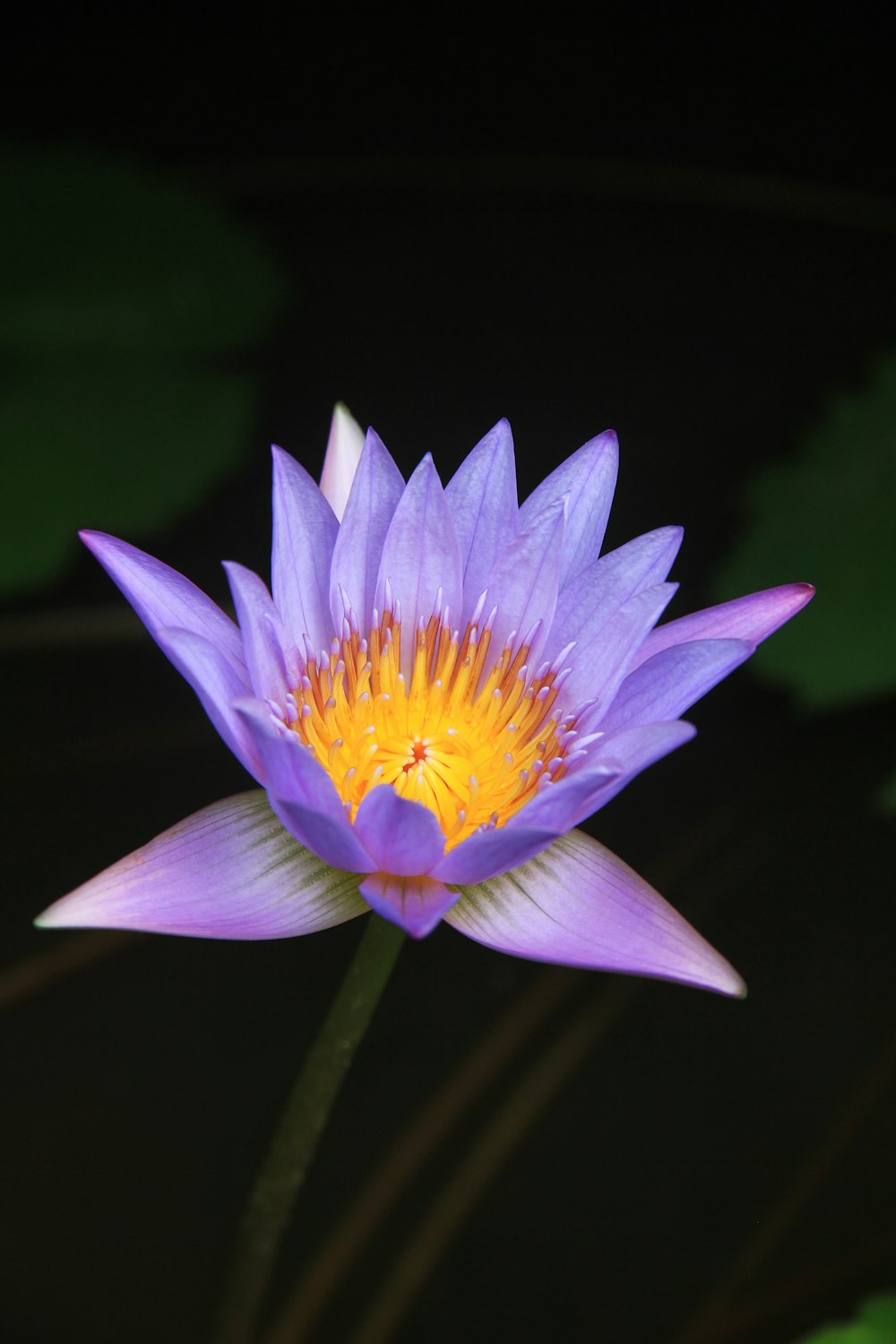 a purple flower with a yellow center in a pond