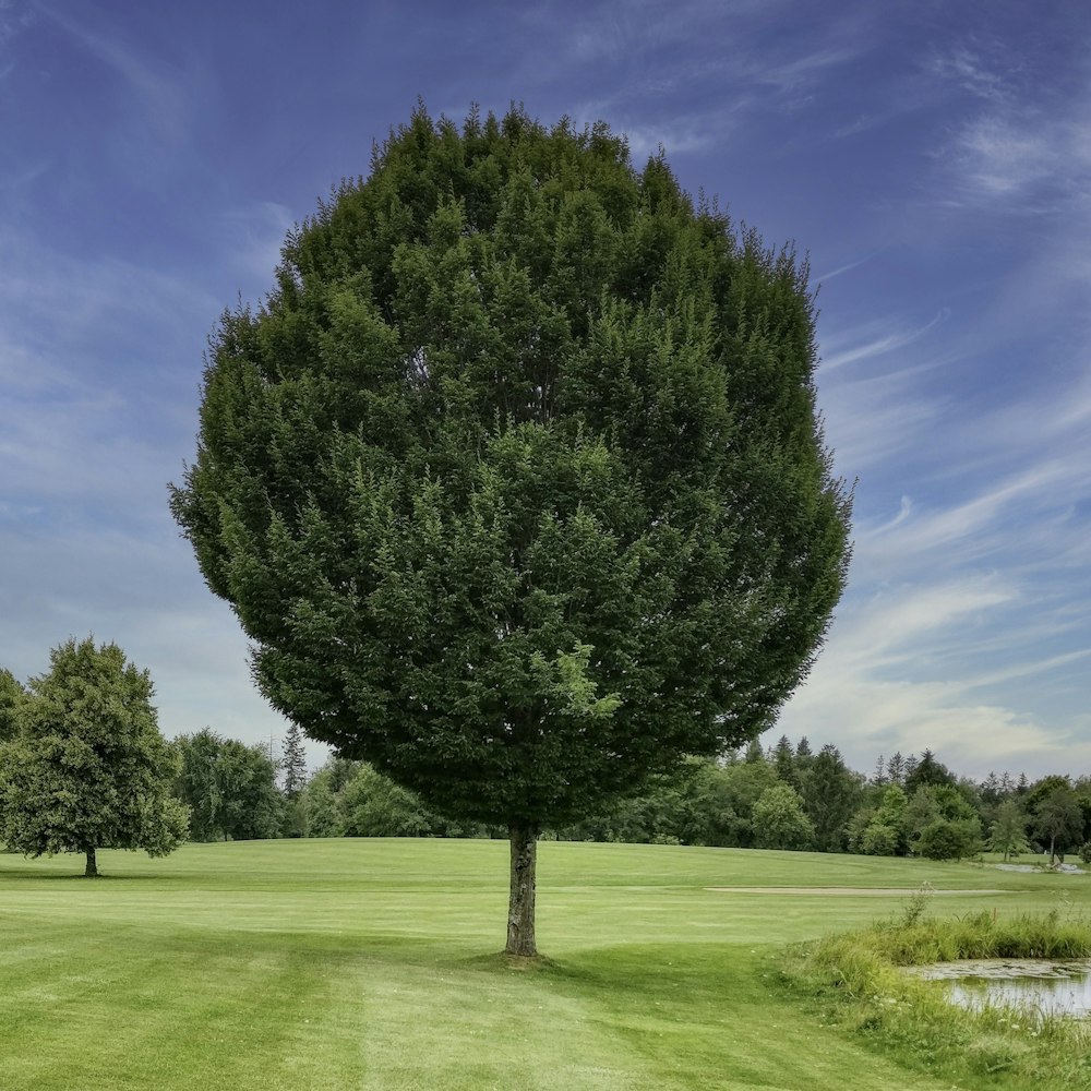 a large tree in the middle of a green field