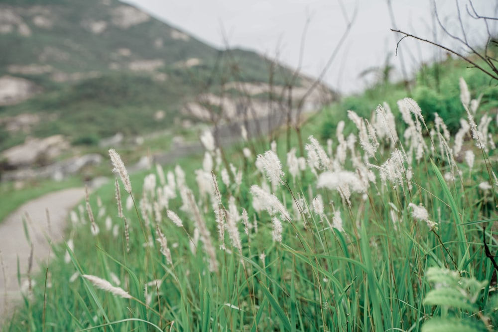 a field of grass with a road in the background