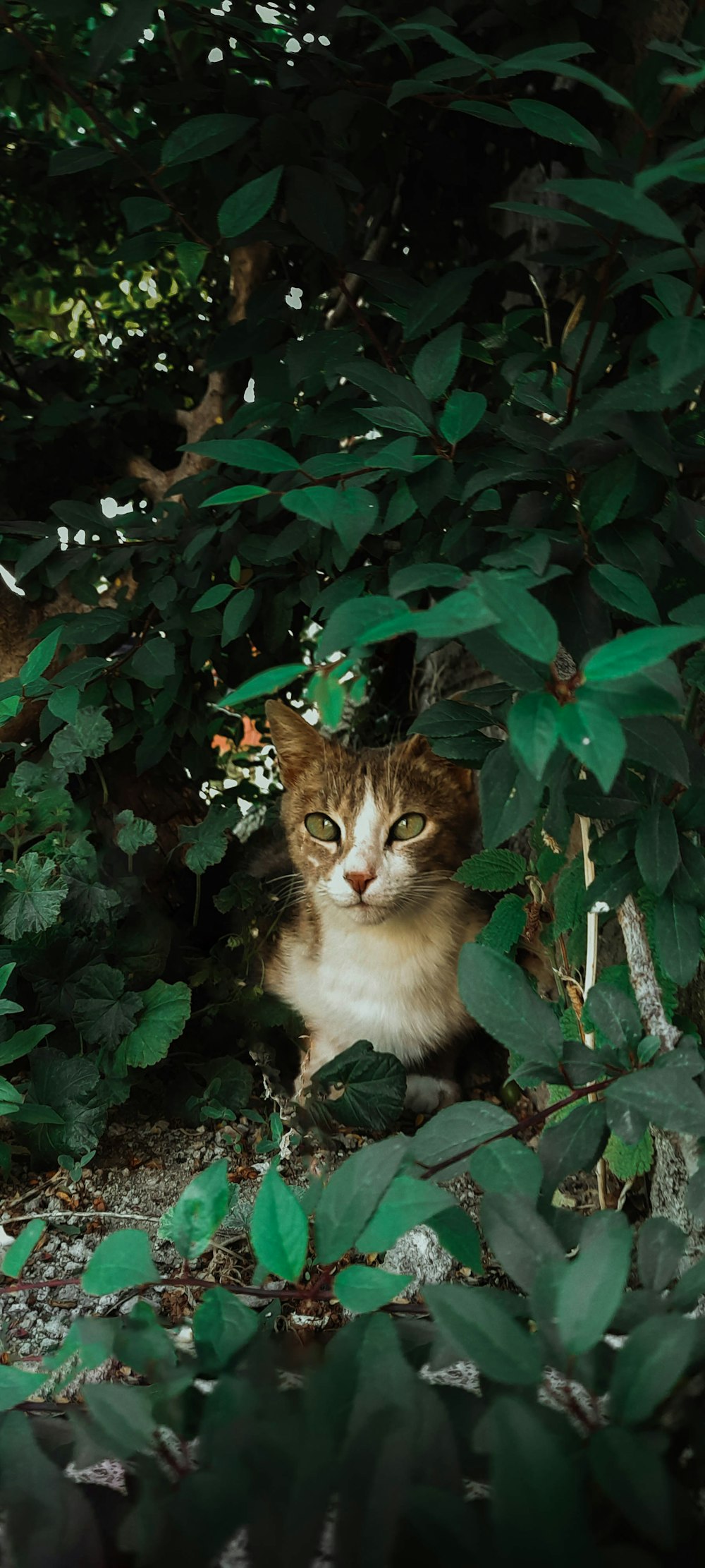 a cat sitting in the middle of a forest