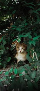 Vine Tangle Cat