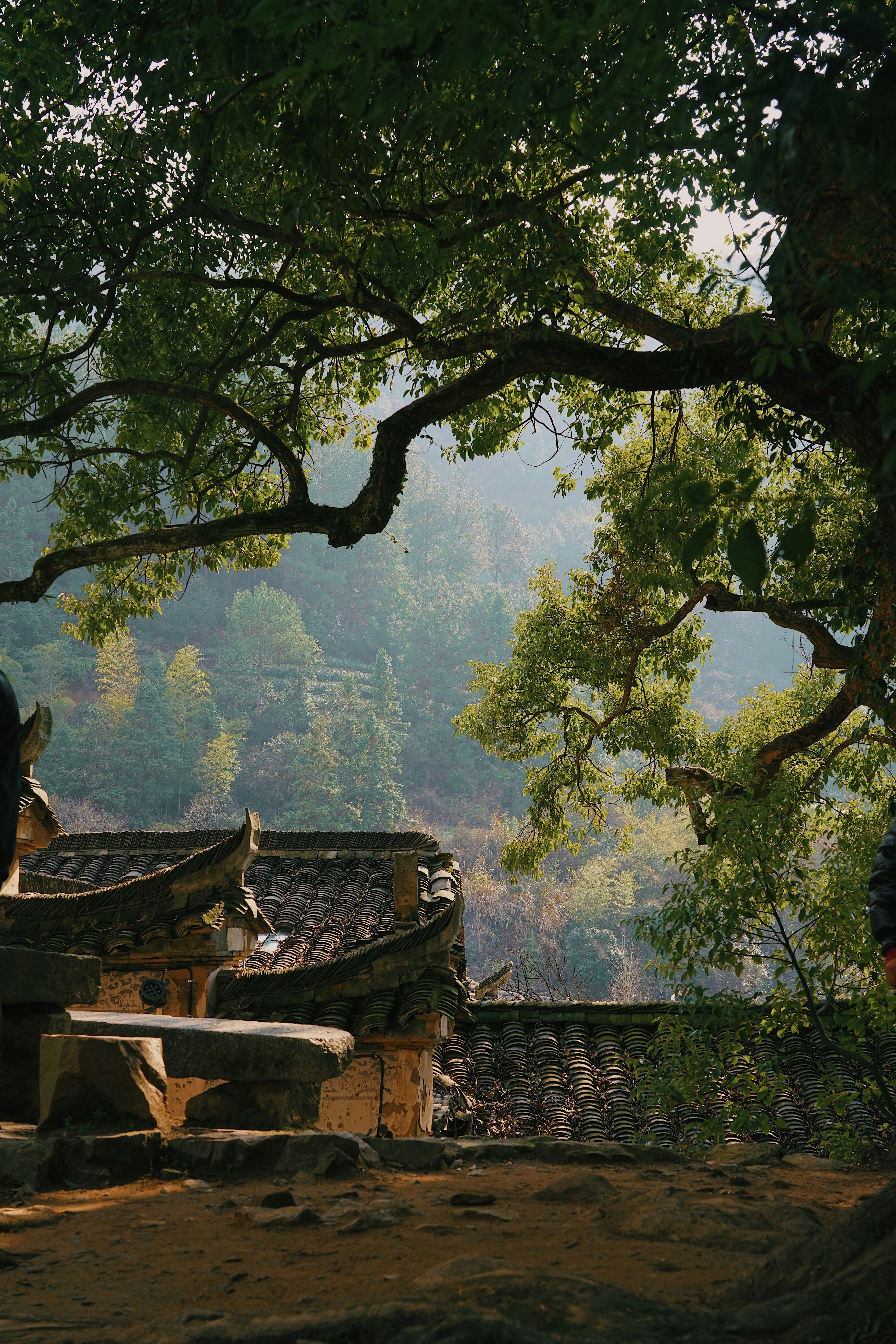 um casal de pessoas em pé na frente de uma árvore