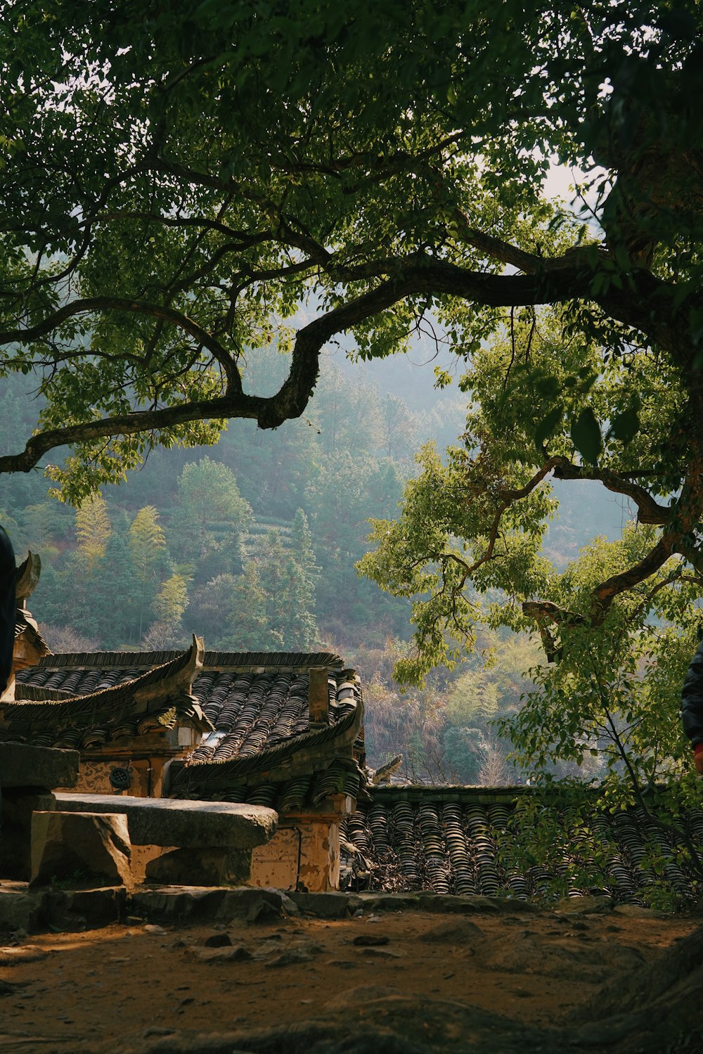 a couple of people standing in front of a tree