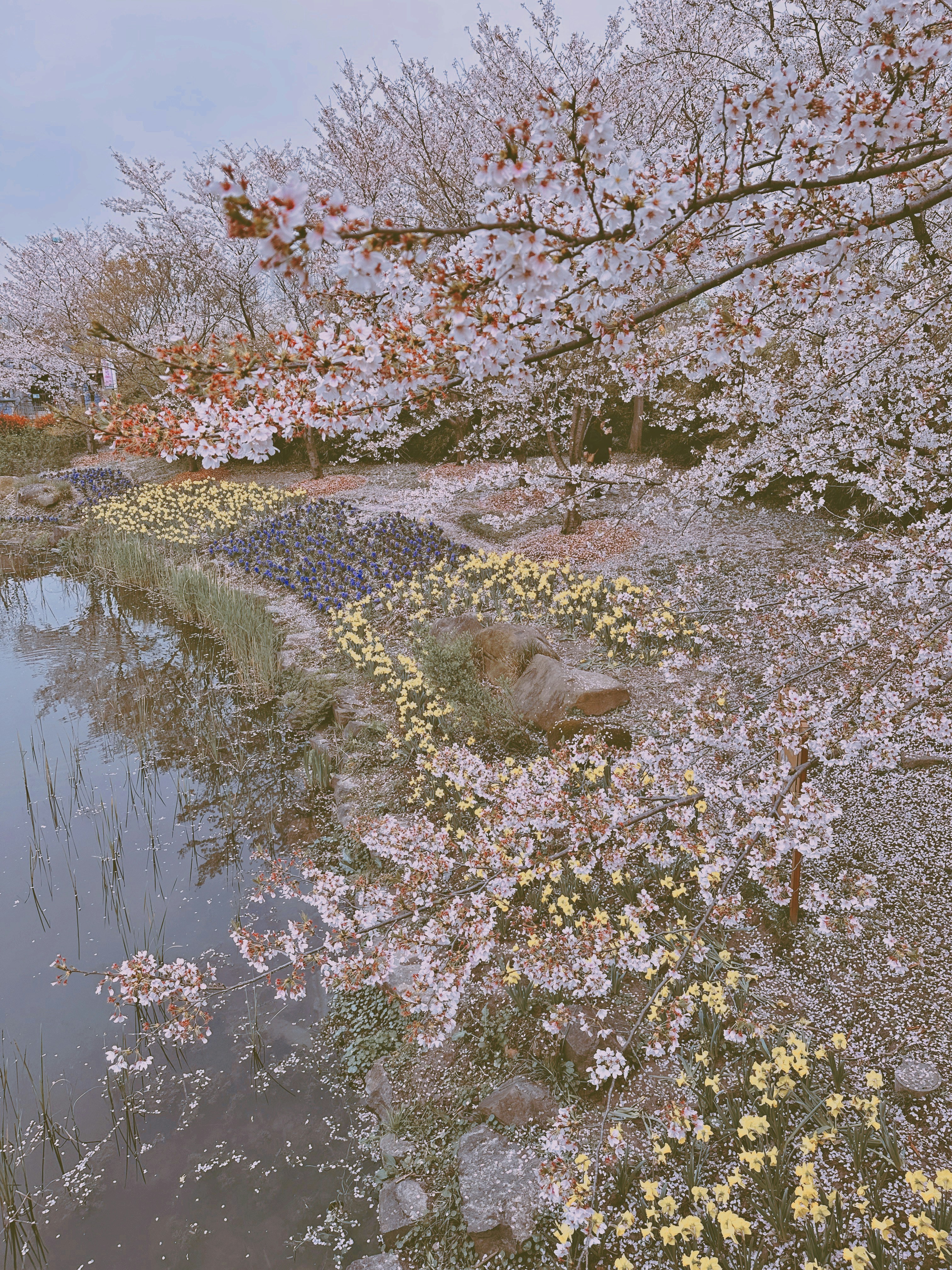 uma lagoa cercada por árvores e arbustos florescentes