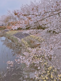 A peaceful Japanese garden with cherry blossoms in full bloom.