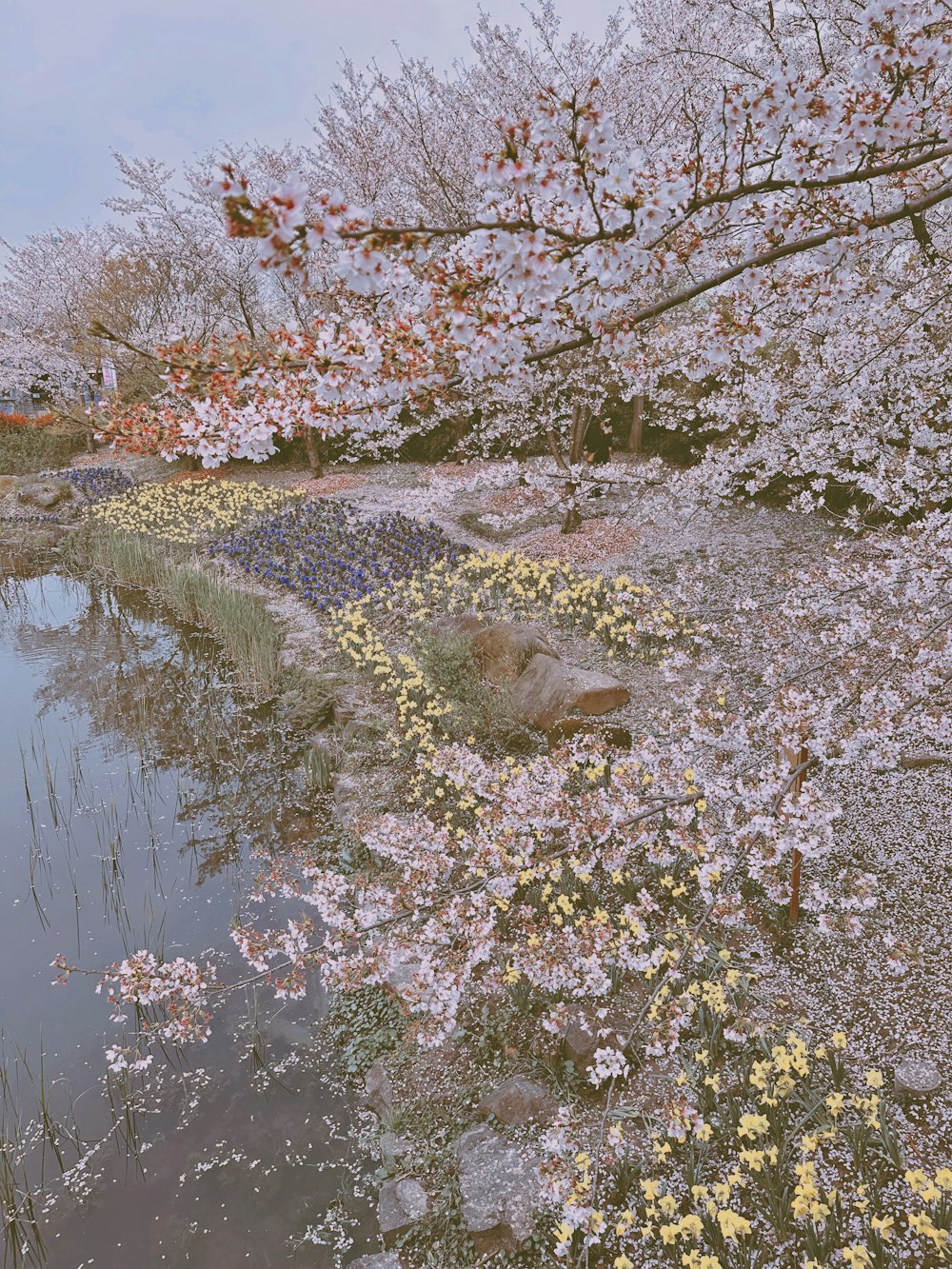 a pond surrounded by blooming trees and shrubs