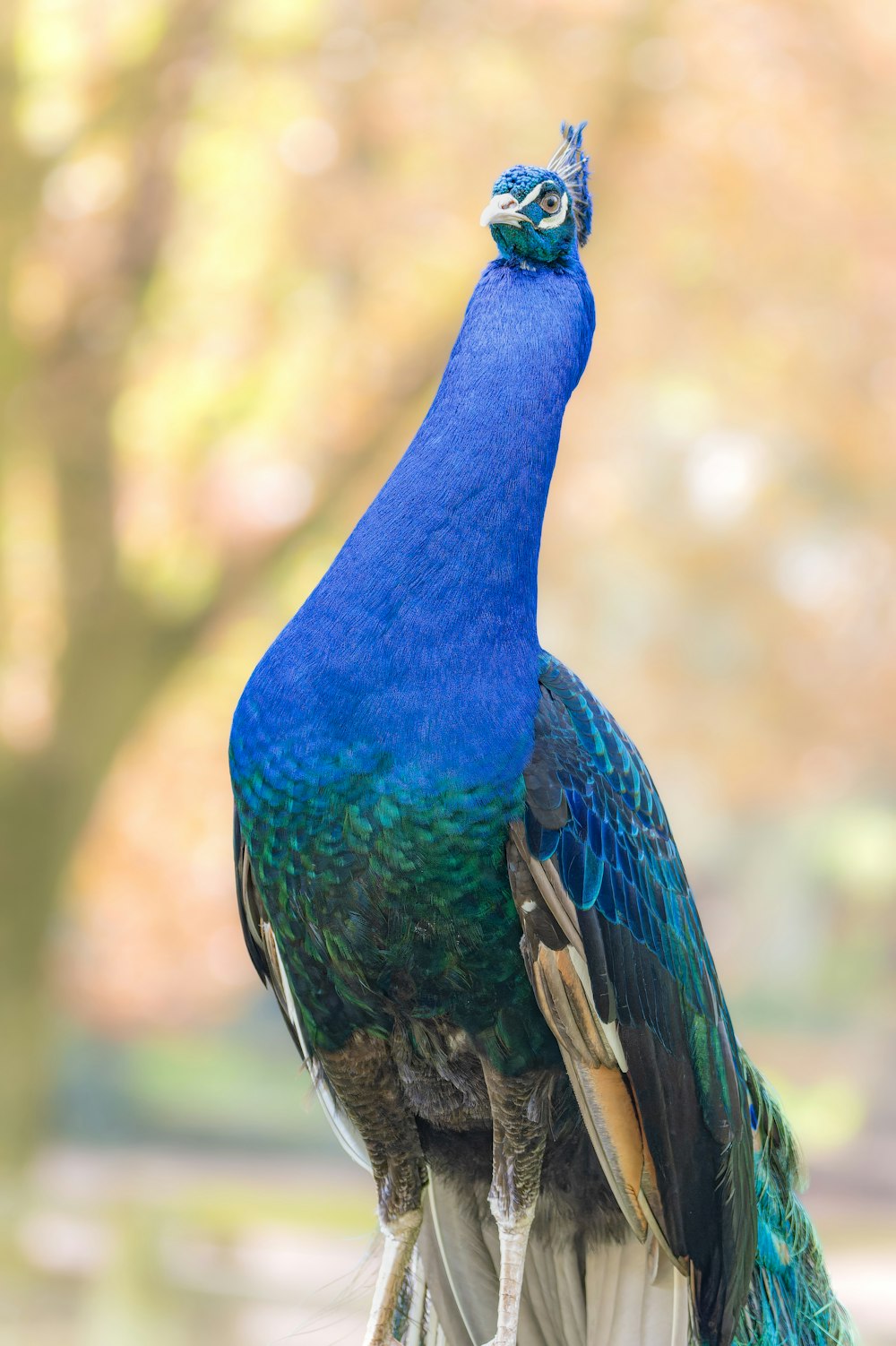 a blue and green bird sitting on top of a wooden post