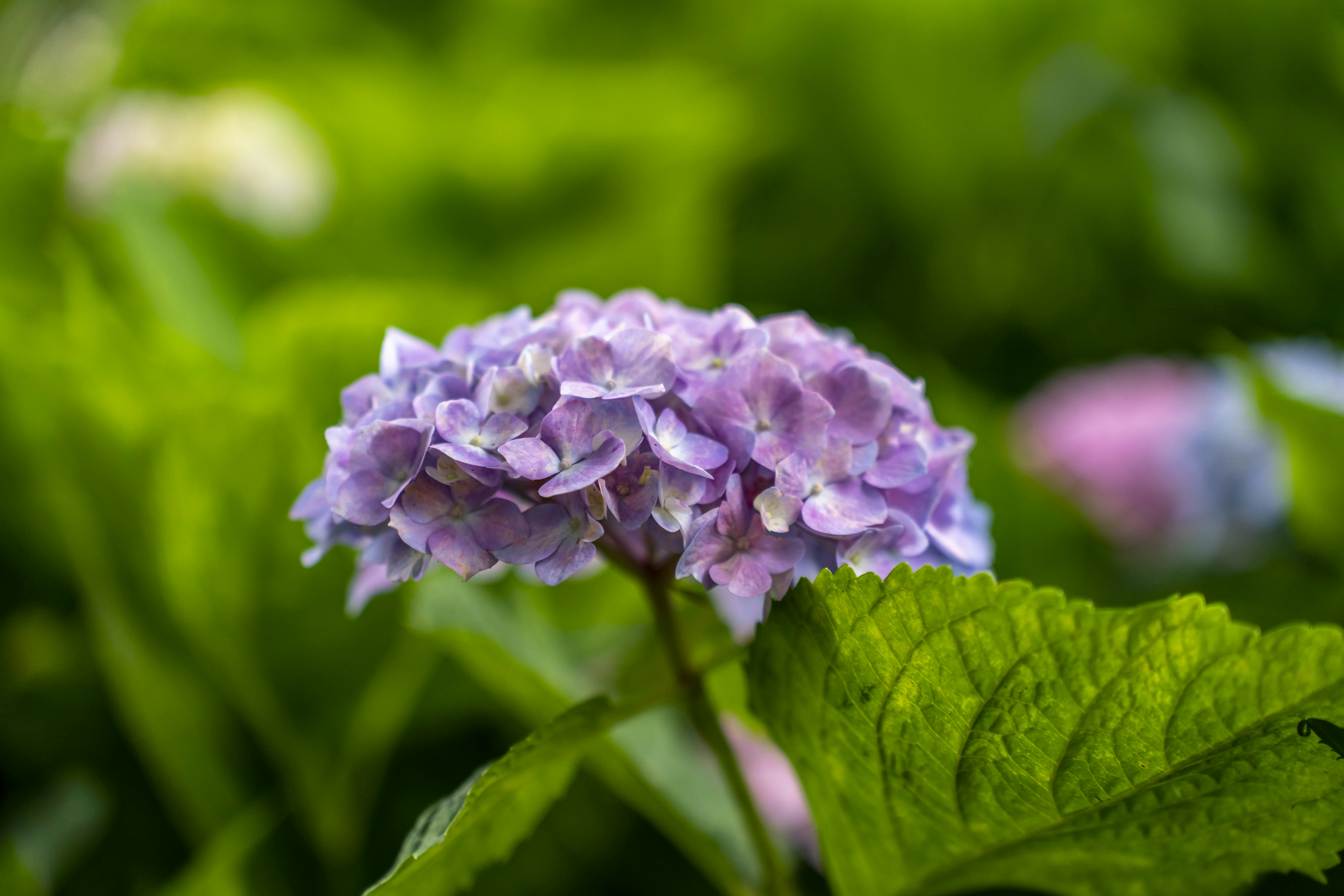 Photo by kevinwang413156