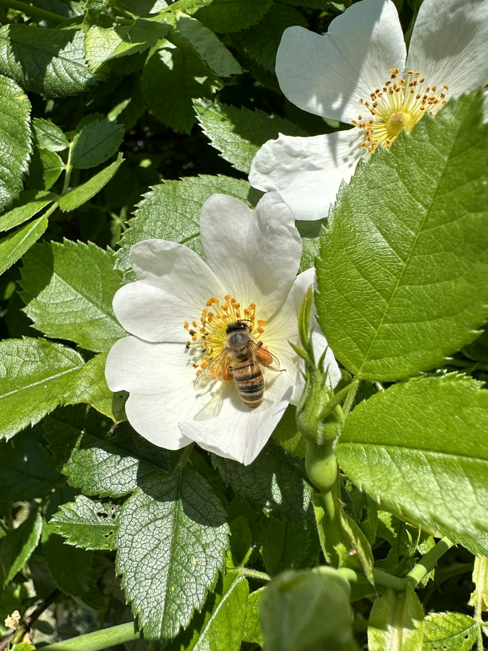 Un'ape è seduta su un fiore bianco