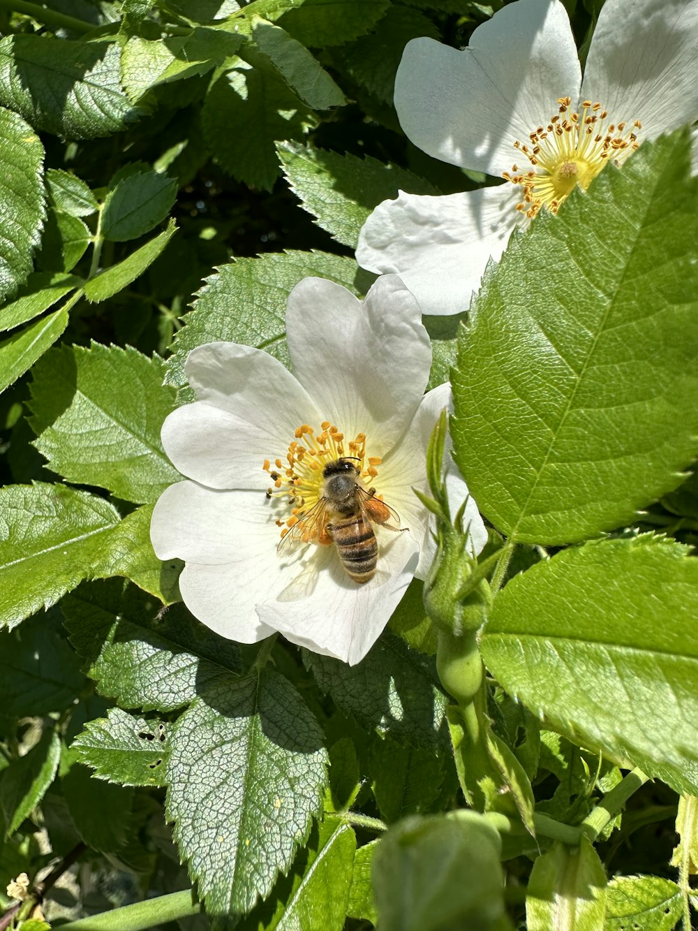 a bee is sitting on a white flower