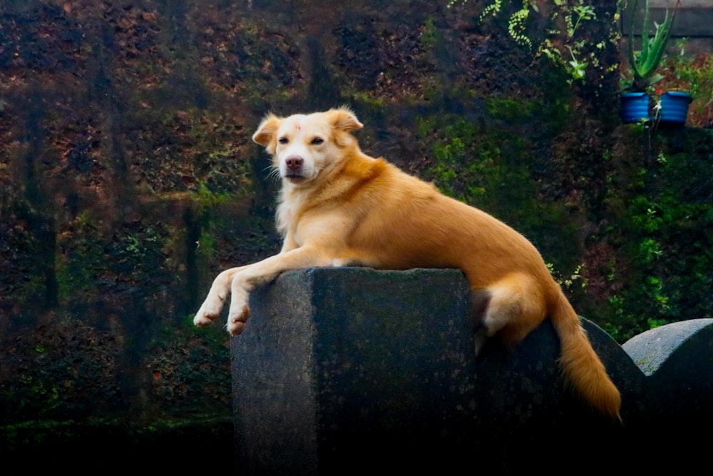 a dog sitting on top of a large rock