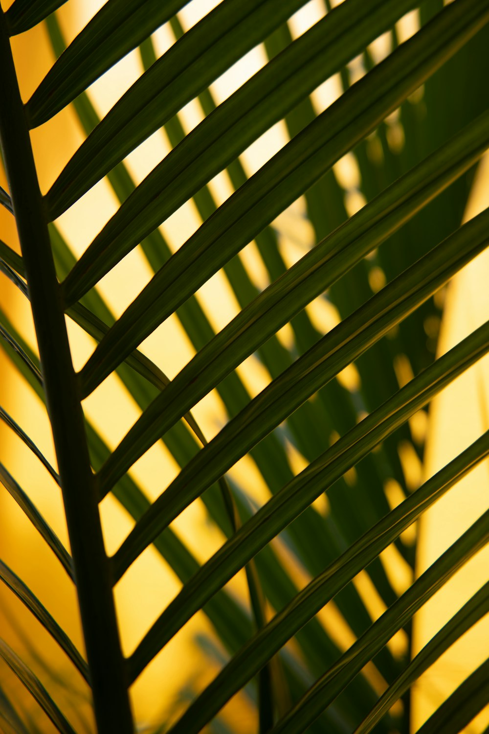 a close up view of a palm leaf